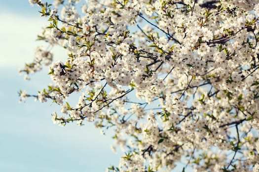 white flowers blooming on the branch, springtime