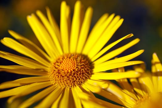 Yellow flowers blossoming in spring time, natural background