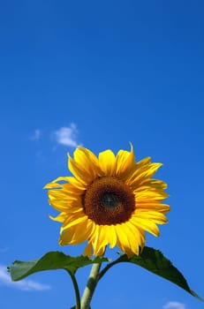 big sunflower with blue sky in background