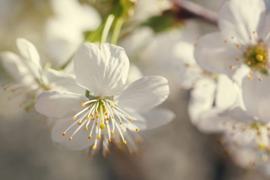 white flowers blooming on the branch, springtime