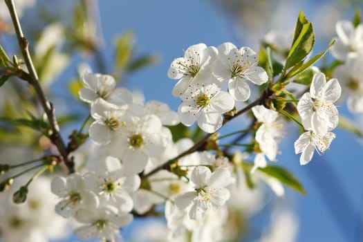 white flowers blooming on the branch, springtime