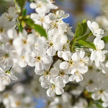 white flowers blooming on the branch, springtime