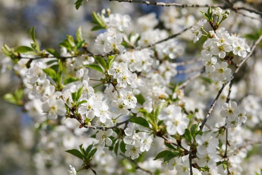 white flowers blooming on the branch, springtime