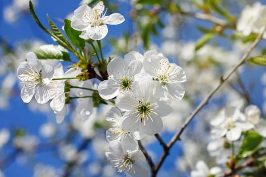 white flowers blooming on the branch, springtime