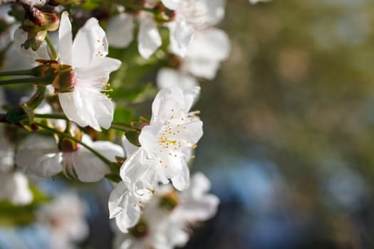 white flowers blooming on the branch, springtime