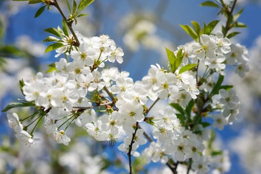 white flowers blooming on the branch, springtime