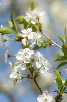 white flowers blooming on the branch, springtime