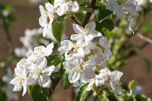 Blossoming branch with flower of cherry tree and a honey bee