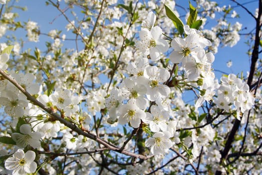 white flowers blooming on the branch, springtime