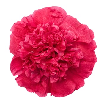 red peony flower isolated on white background with clipping path