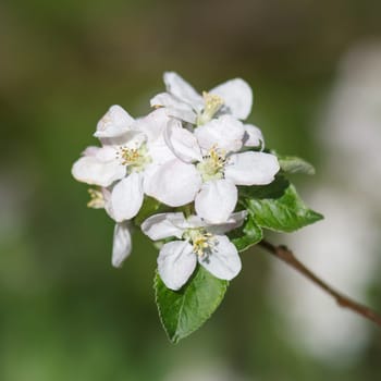 white flowers blooming on the branch, springtime