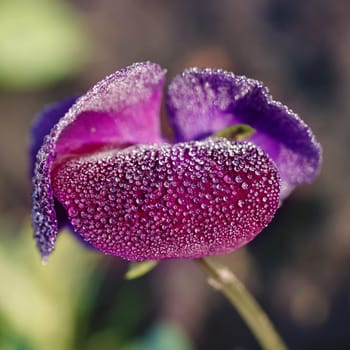 beautiful dark purple Viola tricolor in flower garden with dew drops