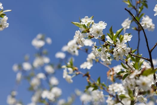 white flowers blooming on the branch, springtime