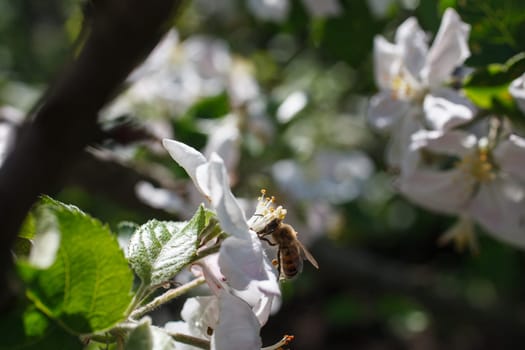 Blossoming branch with flower of cherry tree and a honey bee