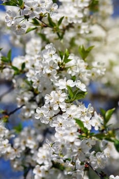 white flowers blooming on the branch, springtime
