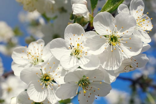 white flowers blooming on the branch, springtime