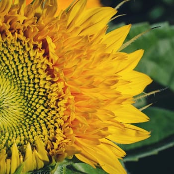 part of beautiful yellow sunflower flower closeup
