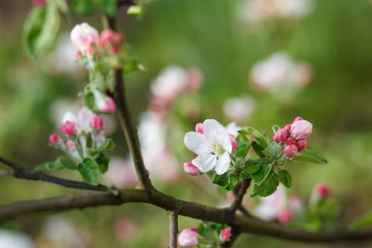 white and pink flowers blooming on branch, springtime