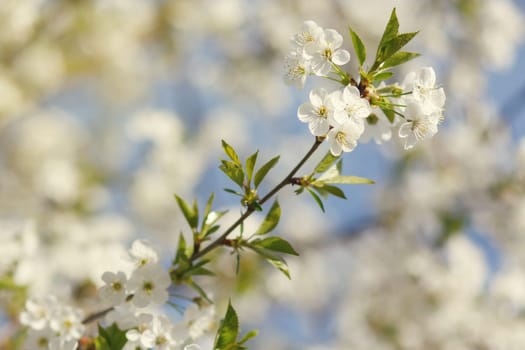 white flowers blooming on the branch, springtime