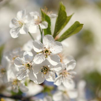 white flowers blooming on the branch, springtime