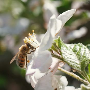 Blossoming branch with flower of cherry tree and a honey bee