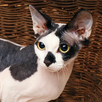Close up Sphynx Cat Inside a Wooden Basket Looking Up.