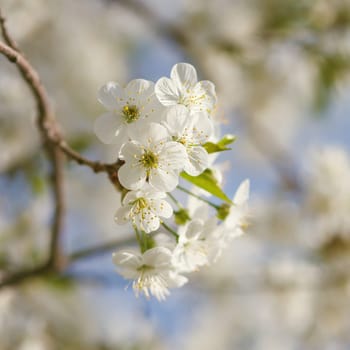 white flowers blooming on the branch, springtime