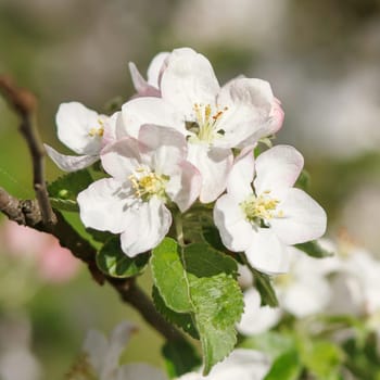 white flowers blooming on the branch, springtime