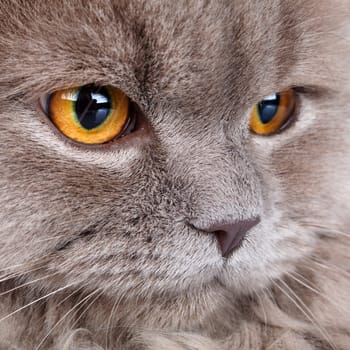 portrait of cute gray Scottish long-haired straight cat on a white  background