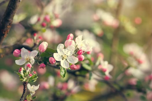 white and pink flowers blooming on branch, springtime