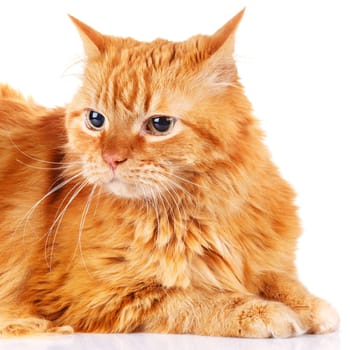 big red-haired  cat isolated a white background