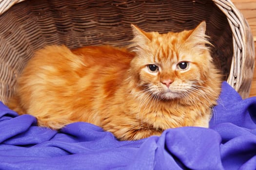 nice big red cat rests in a wooden basket