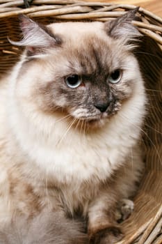 beautiful gray cat with blue eyes  in a wooden basket
