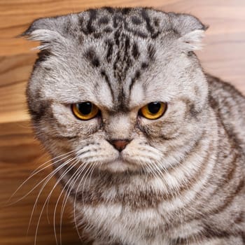 Beautiful bicolor stripes cat with yellow eyes Scottish Fold on wooden background