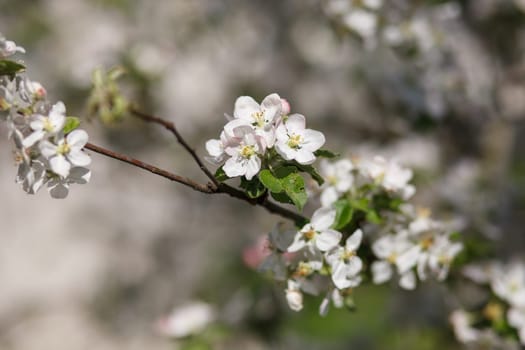 white flowers blooming on the branch, springtime
