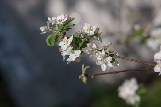 white flowers blooming on the branch, springtime