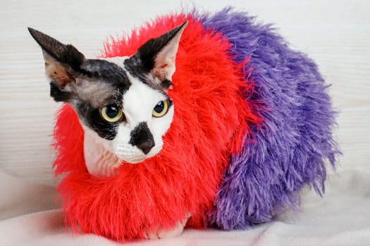 beautiful Sphynx cat wearing red and purple pullover