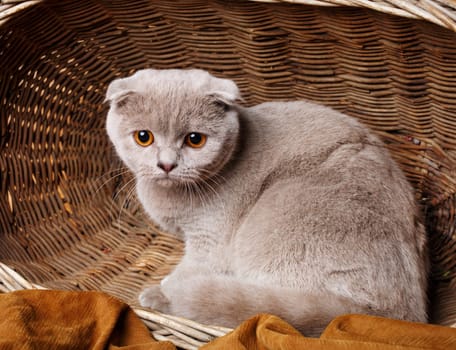 Beautiful gray cat with yellow eyes Scottish Fold Sits in a wooden basket