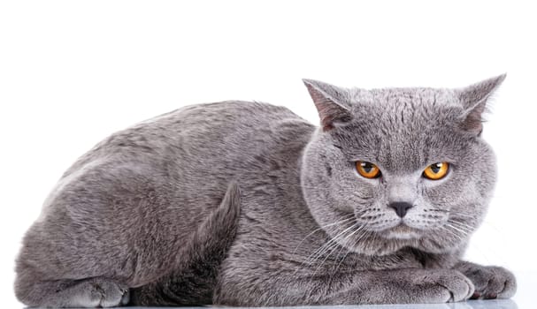 cute British Shorthair cat isolated  on  white background