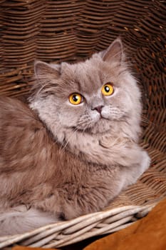 cute gray Scottish long-haired straight cat on a wooden basket