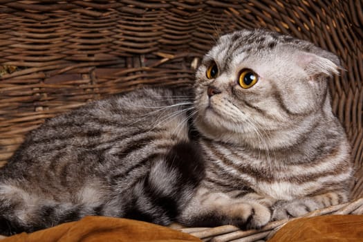 Beautiful bicolor stripes cat with yellow eyes Scottish Fold Sits in a wooden basket
