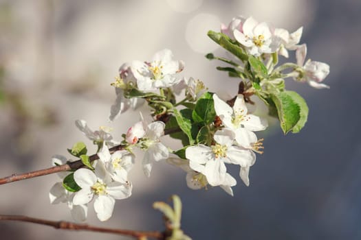 white flowers blooming on the branch, springtime