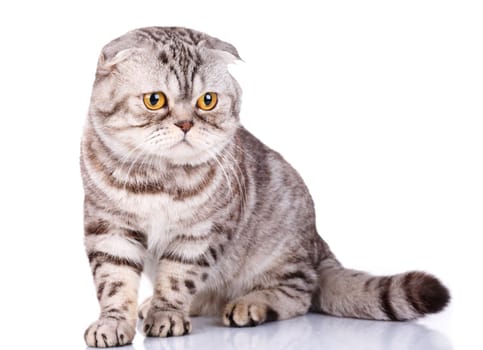 cute Scottish fold cat bicolor stripes isolated  on white background