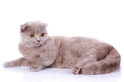 cute Scottish fold cat grey isolated  on white background