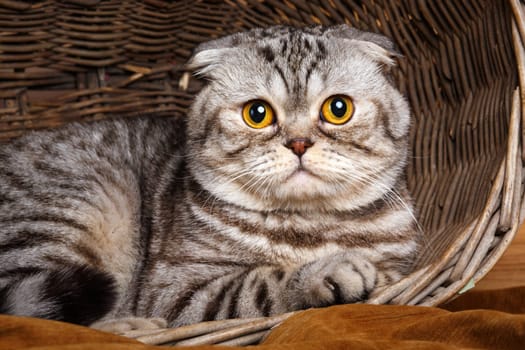 Beautiful bicolor stripes cat with yellow eyes Scottish Fold Sits in a wooden basket