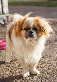 Funny red-haired pekingese dog look in camera