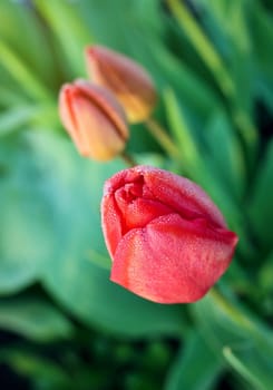 Red tulips with dew drops in the garden