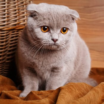 Beautiful gray cat with yellow eyes Scottish Fold on wooden background