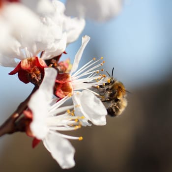 Bee on a flower of the white cherry blossoms in spring