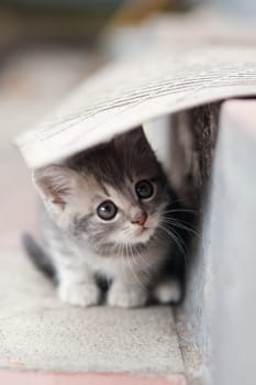 Funny gray little cute kitten playing outdoors